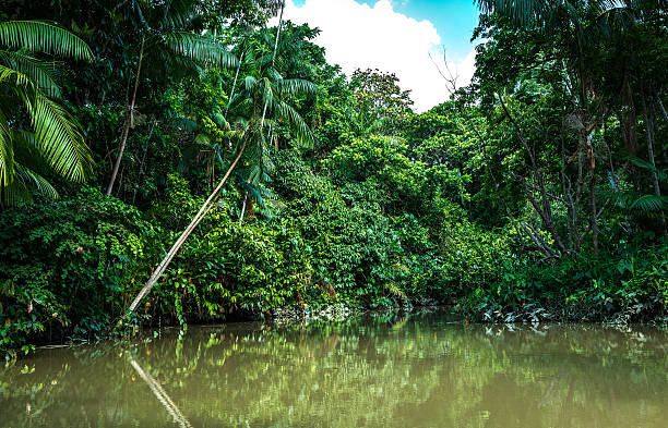 istock Wetlands in Belem do Para, Brazil 525226286