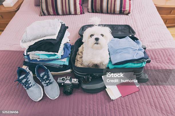 Hund Sitzen Im Koffer Stockfoto und mehr Bilder von Hund - Hund, Reise, Urlaub