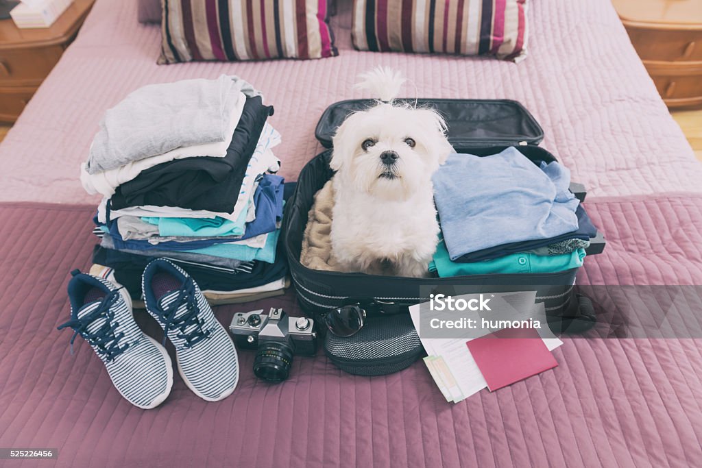 Dog sitting in the suitcase Small dog maltese sitting in the suitcase or bag wearing sunglasses and waiting for a trip Dog Stock Photo