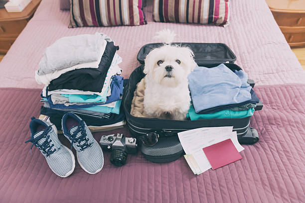 cachorro sentado na mala - getting ready for the holidays - fotografias e filmes do acervo