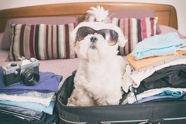 istock Dog sitting in the suitcase 525226578