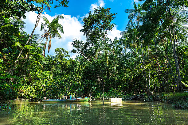 istock Wetlands in Belem do Para, Brazil 525226626