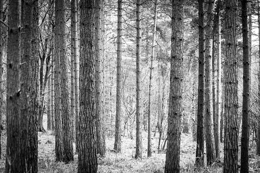 Horizontal monochrome image looking through the trees in a forest in the southeast of England, UK. The image has an atmosphere of sinister spookiness.