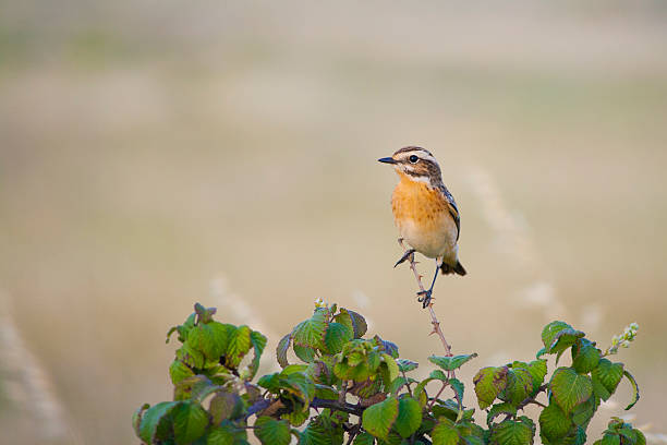 saxicola rubetra - whinchat - fotografias e filmes do acervo