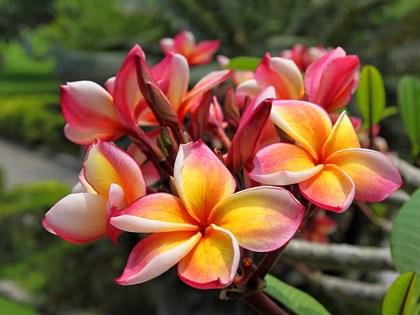 istock Flowers of a tropical bush close up 525227938