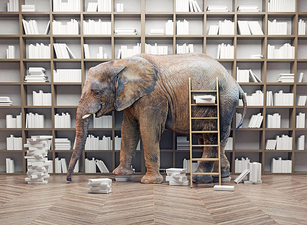 elephant  in the  library stock photo