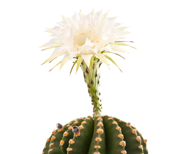 istock Beautiful cactus flower isolated 525228168