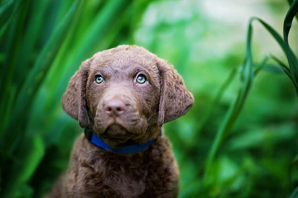 istock Puppy: Retriever Sitting in Flowers 525228268