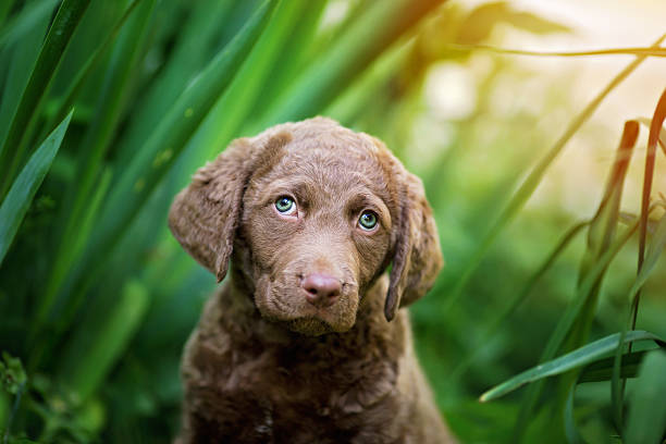 istock Puppy: Adorable Retriever sitting in plants 525228608
