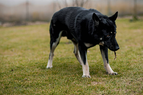 istock East European Shepherd on grass, outdoor 525229092