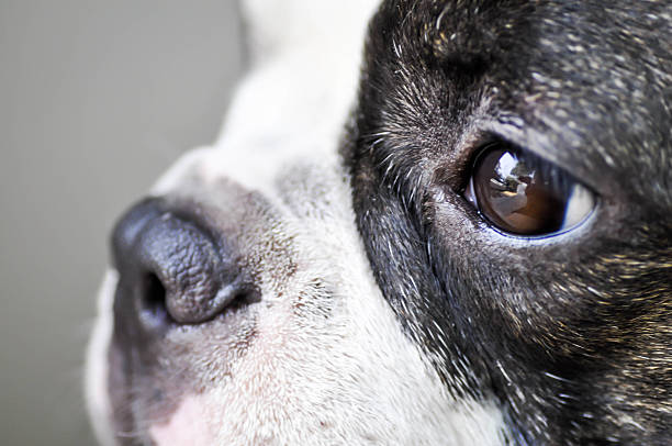 istock French bulldog 's face 525229520