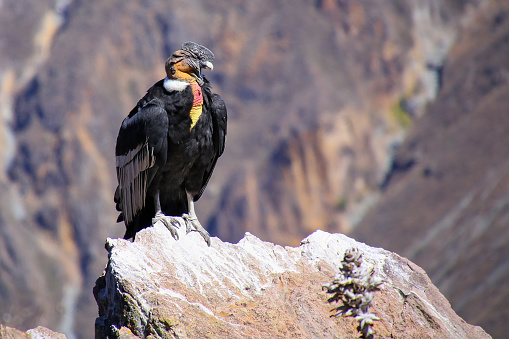 Andean Condor (Vultur gryphus) sitting at Mirador Cruz del Condor in Colca Canyon, Peru. Andean condor is the largest flying bird in the world by combined measurement of weight and wingspan