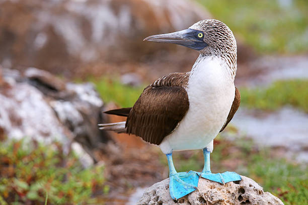 sula piediazzurri su north seymour isola, galapagos national pa - galapagos islands bird booby ecuador foto e immagini stock