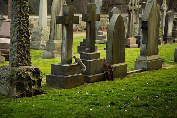 Squirrel on a gravestone, Taken in Scotland