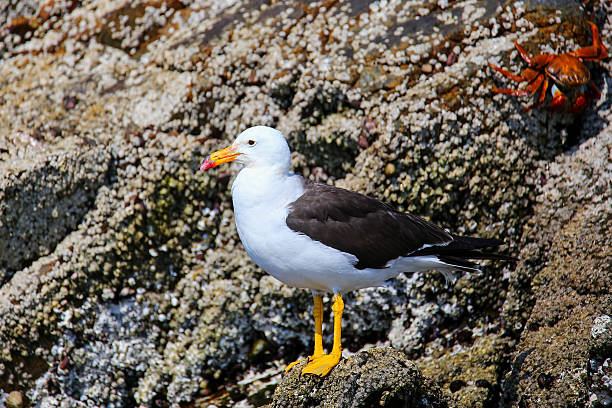 istock Belcher's Gull in Ballestas islands Reserve in Peru 525231136
