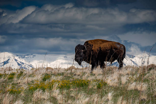 istock Bison on Antelope Island in Utah 525231638