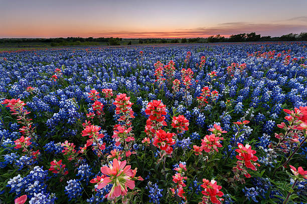 istock Wild flower Bluebonnet in Texas 525232006
