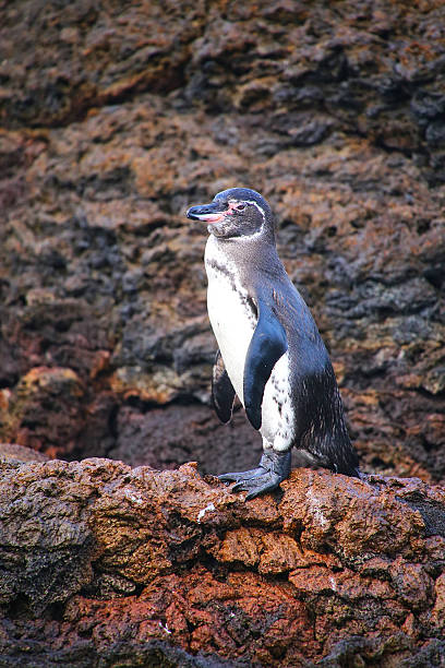 pingüino galápagos pie en rocas, isla bartolomé, galápagos - isla bartolomé fotografías e imágenes de stock