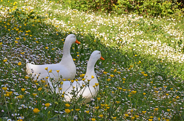 istock couple of white ducks 525232534