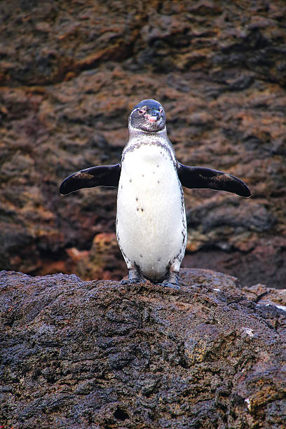 istock Galapagos Penguin standing on rocks, Bartolome island, Galapagos 525232572