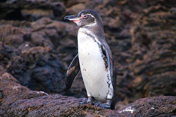 istock Galapagos Penguin standing on rocks, Bartolome island, Galapagos 525232596