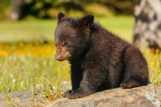 istock Baby American black bear 525232774