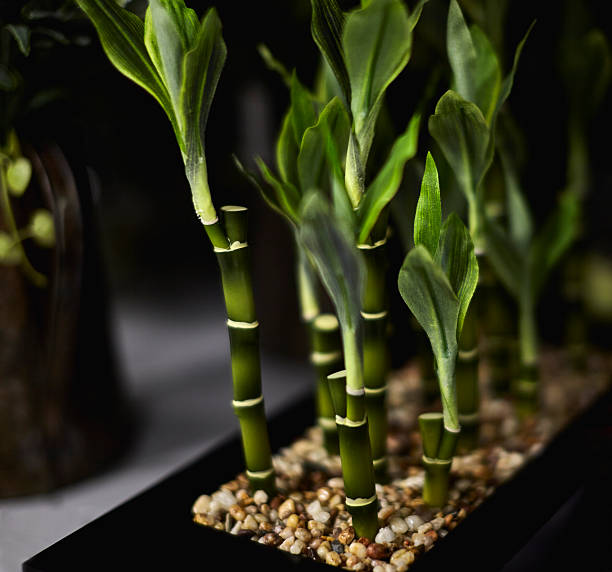 frondoso verde house plantas - bamboo shoot bamboo indoors plant fotografías e imágenes de stock