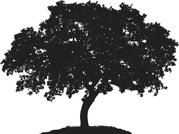 Tree silhouette Tree silhouette on white background elm tree stock illustrations