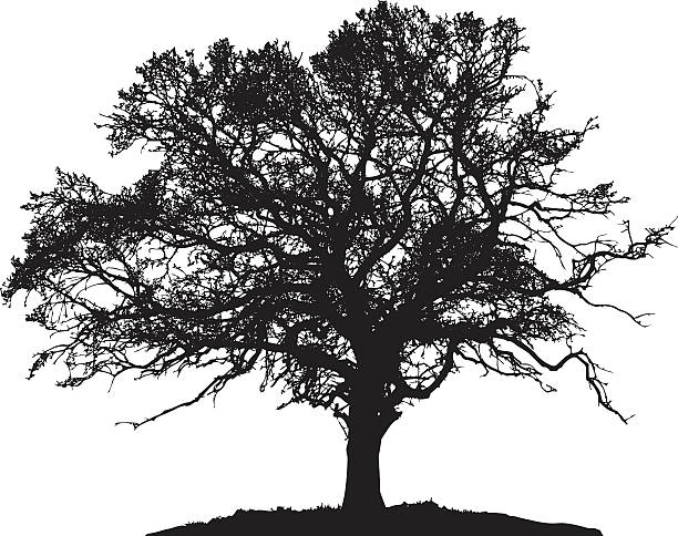 illustrazioni stock, clip art, cartoni animati e icone di tendenza di silhouette di albero - tree silhouette elm tree vector