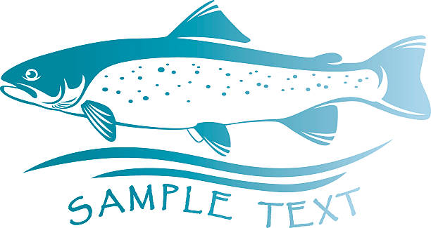 ryba pstrąg - chinook salmon stock illustrations