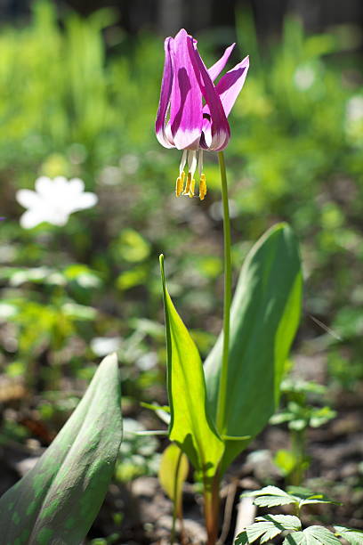 istock Purple flowers in spring forest. 525235012
