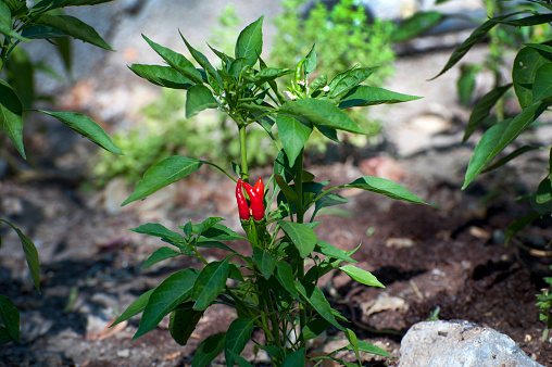 Red chilli pepper on its plant
