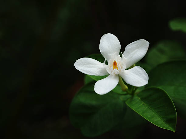 White flower stock photo