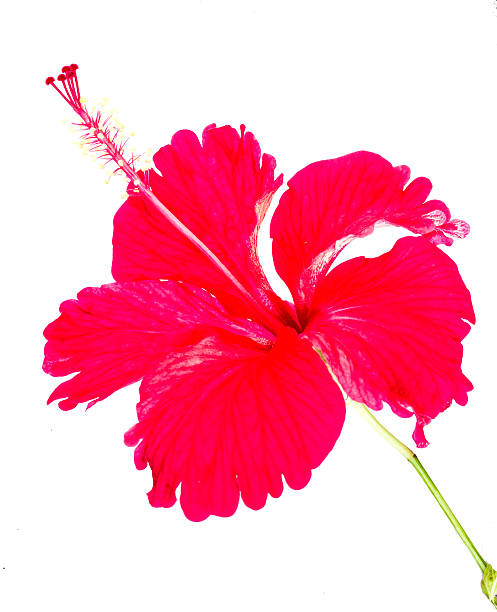 istock red hibiscus flower on white background 525241795