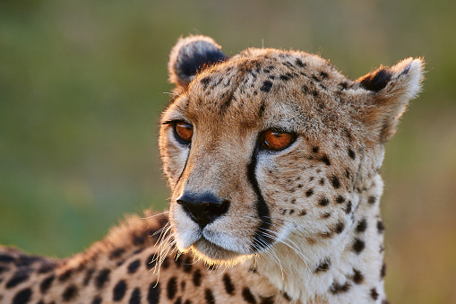 African cheetah relaxing in grass. Copy space.