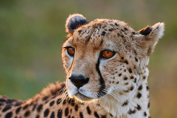 Cheetah portrait stock photo
