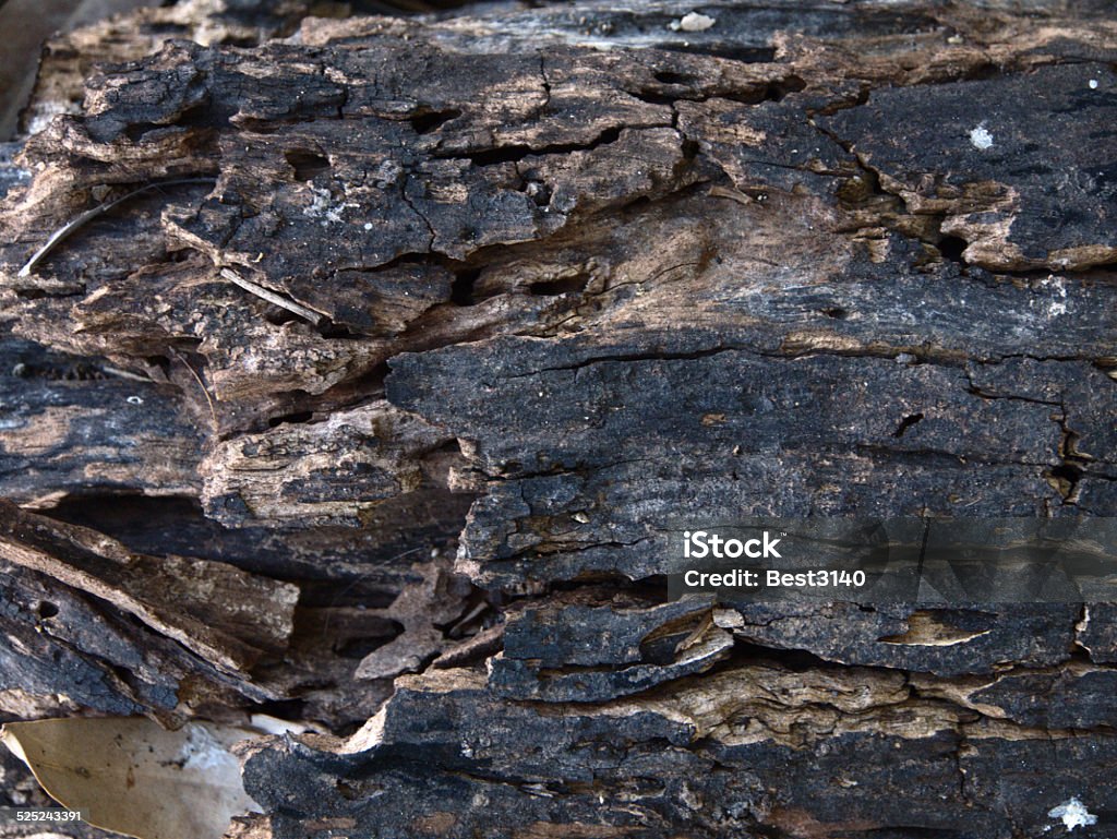 Dided Bark A shot of bark from dided tree. Business Finance and Industry Stock Photo