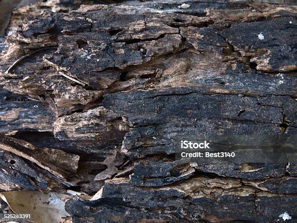 Dided Bark Stock Photo - Download Image Now - Business Finance and Industry, Cut Out, Horizontal