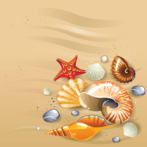 Seashells on the sand illustration of seashells set cassis cornuta stock illustrations