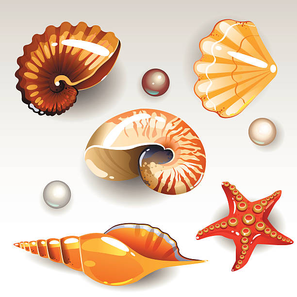 Seashells set illustration Set of seashells on a white background cassis cornuta stock illustrations