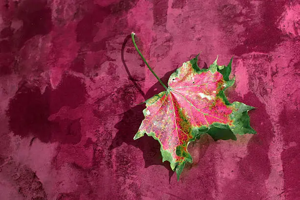 digiart - the pink autumn leaf