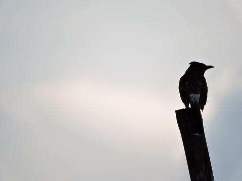 Indian bulbul sitting on bamboo at sunset
