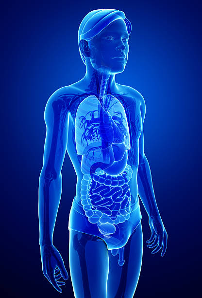 istock Xray digestive system of male body artwork 525244395