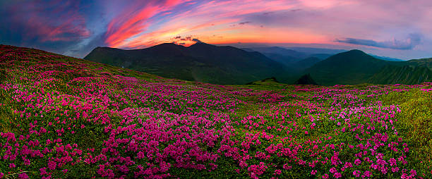 istock Flowering mountains of Ukraine 525245791