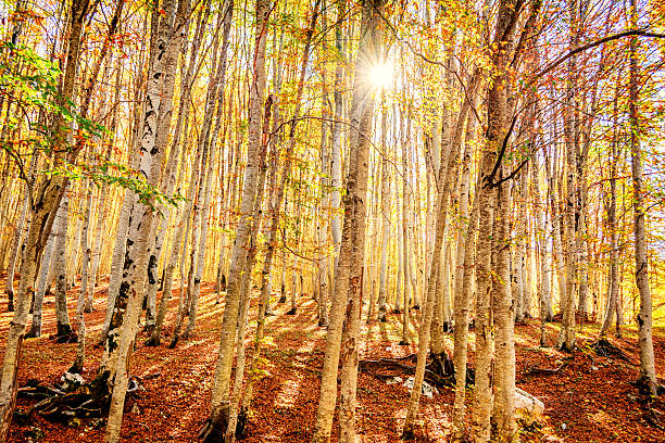 istock Forest in Autumn in Montenegro 525245901