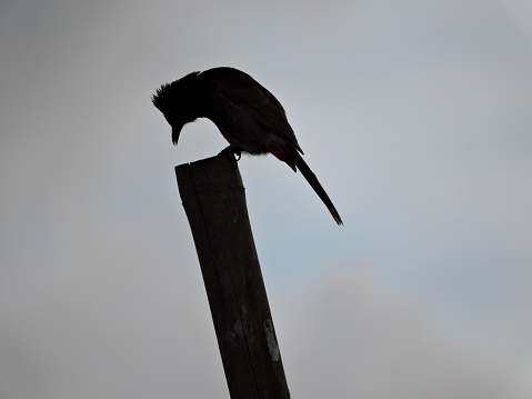 Silhouette of an Indian bulbul sitting on a bamboo at sunset