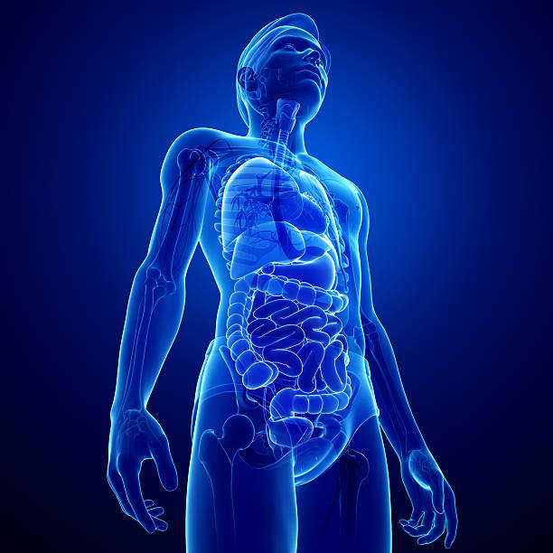istock Xray digestive system of male body artwork 525246159