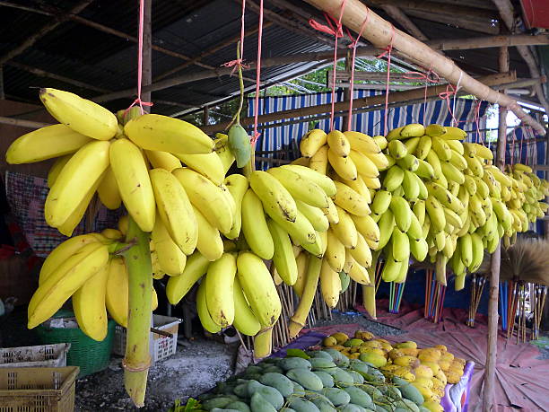 istock banana hanging on bamboo log 525246779