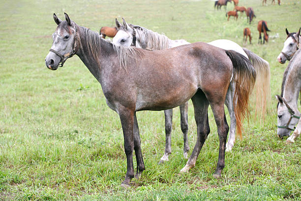 istock Gray horse standing in pasture 525247833