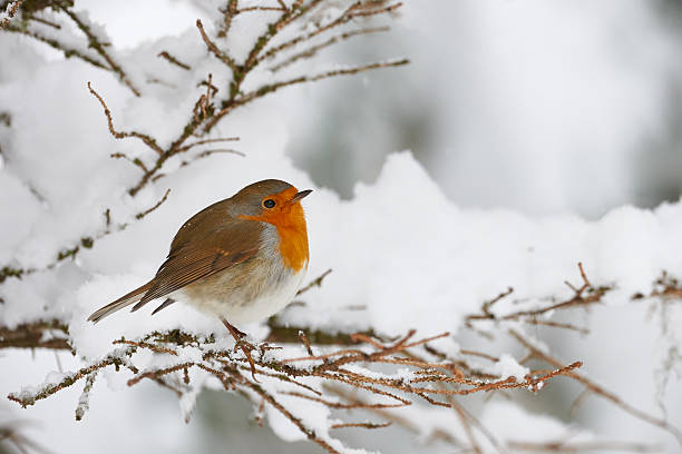 Robin in the snow stock photo